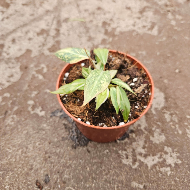 Philodendron Gloriosum Tricolor 2 - Ø10,5cm - ↕15cm