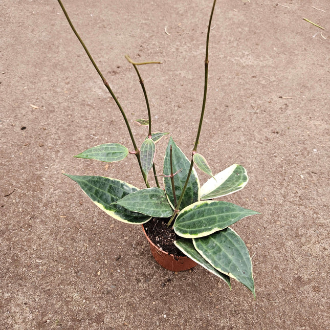 Hoya Macrophylla Variegata - Ø10,5cm - ↕20cm