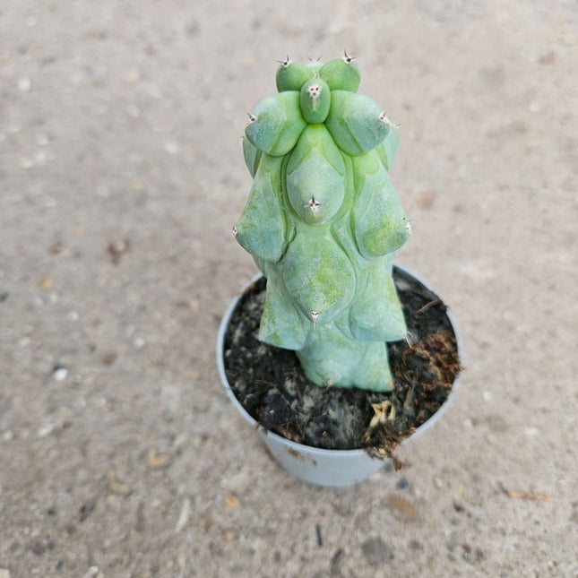 Myrtillocactus geometrizans fukurokuryuzinboku- Ø 8cm - ↕15cm