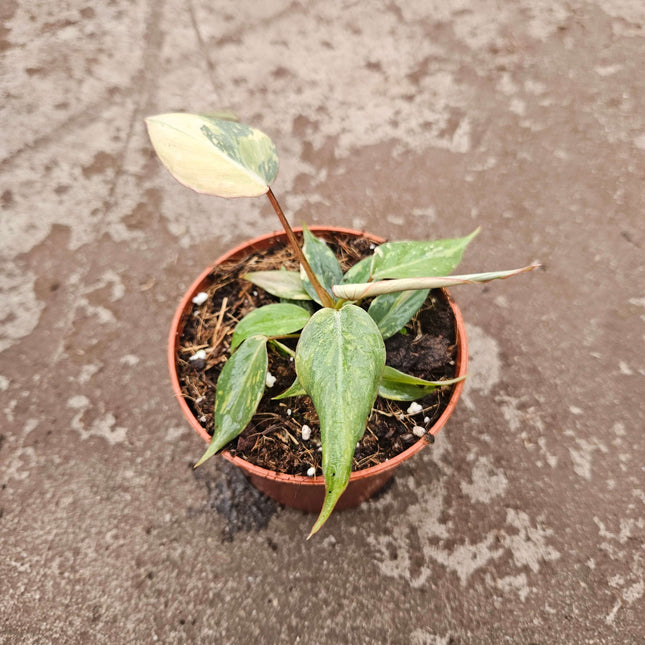 Philodendron Gloriosum Tricolor 1 - Ø10,5cm - ↕15cm