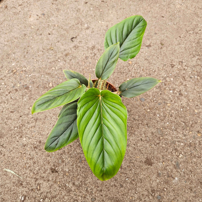 Philodendron Serpens - Ø10,5cm - ↕30cm