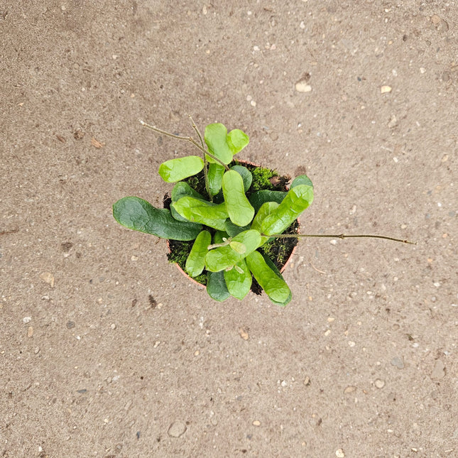 Hoya rotundiflora- Ø10.5cm - ↕15cm