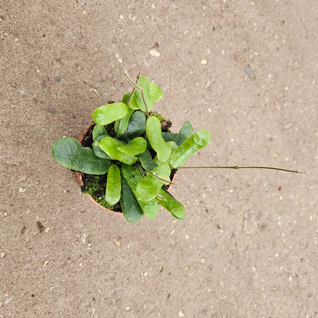 Hoya rotundiflora- Ø10.5cm - ↕15cm