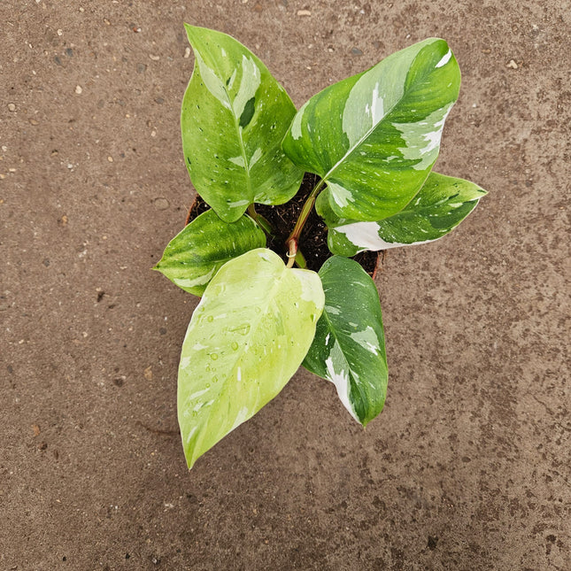 Philodendron Fresh Aurea - Ø17cm - ↕40cm.